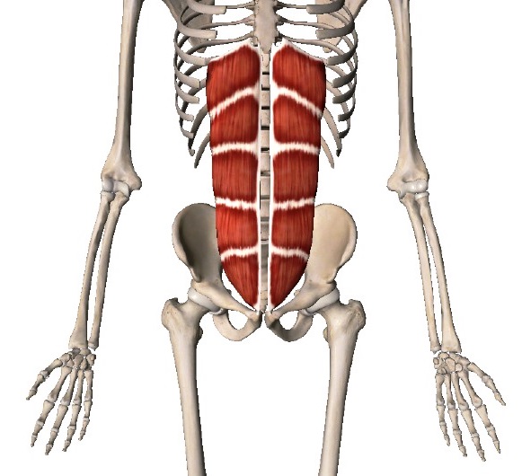 ウエストシェイプ 第4話 完 腹筋の種類と役割の違い 姿勢改善 引き締めるパーソナルトレーニング 大阪 南森町 B Station